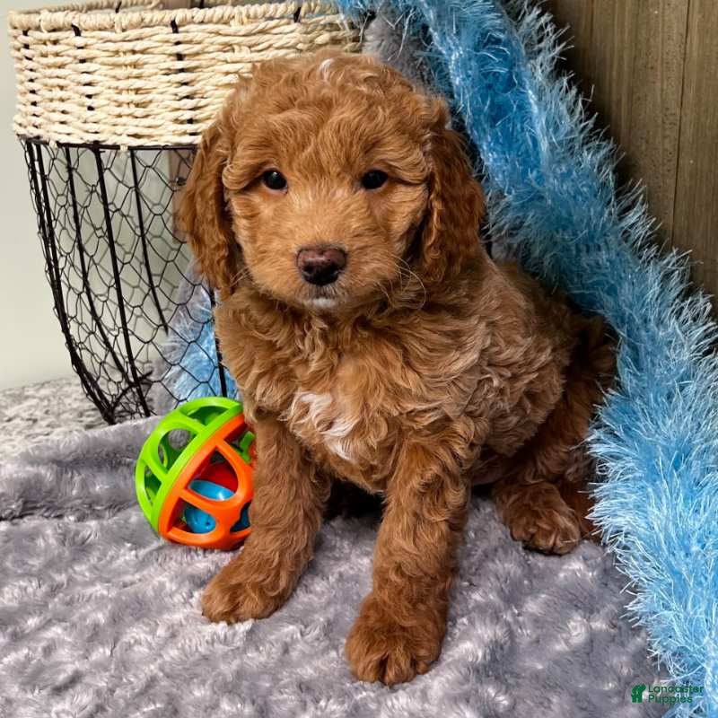 Mini Goldendoodle dogs Alpha (Miniature Boy) - Ad 11