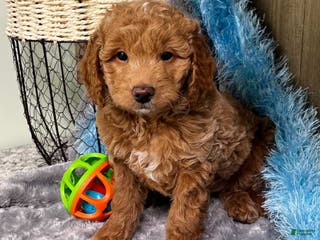 Mini Goldendoodle dogs Alpha (Miniature Boy) - Ad 35