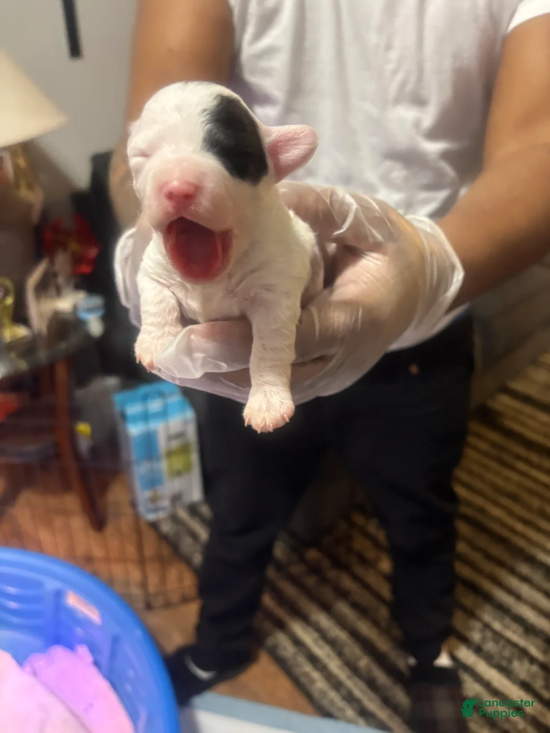 Maltipoo dogs for sale: Maltipoo Puppy 4 - Ad 2