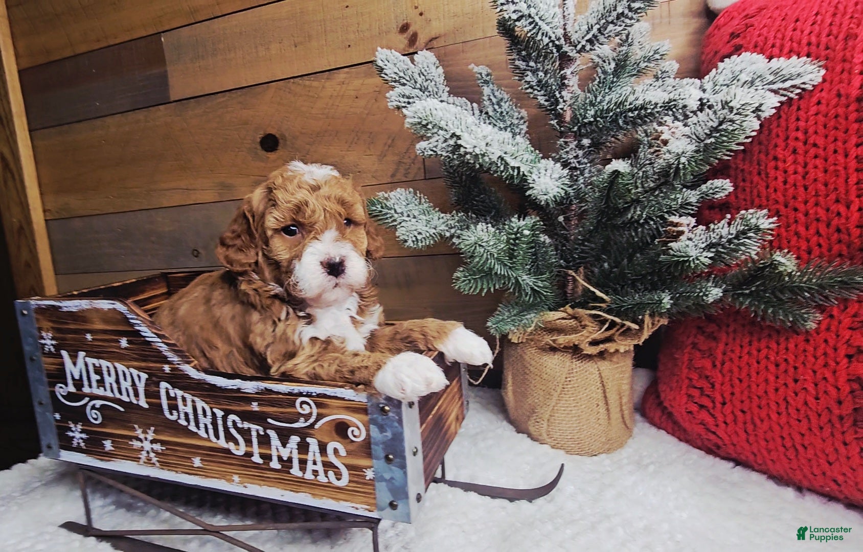 Mini Goldendoodle dogs Joy - Ad 14