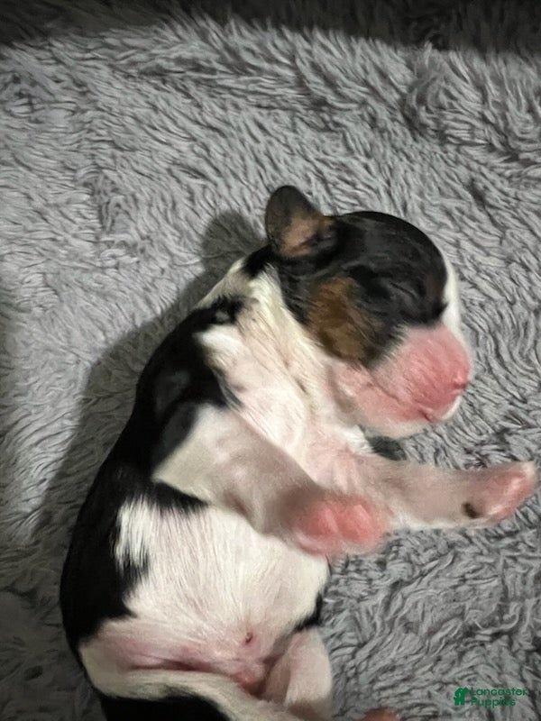 Cavalier King Charles Spaniel dogs Bentley - Ad 2
