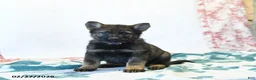 German Shepherd dogs for sale: Haley - Ad 1