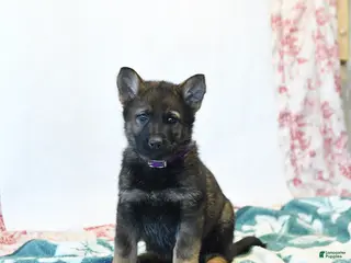 German Shepherd dogs for sale: Haley - Ad 3