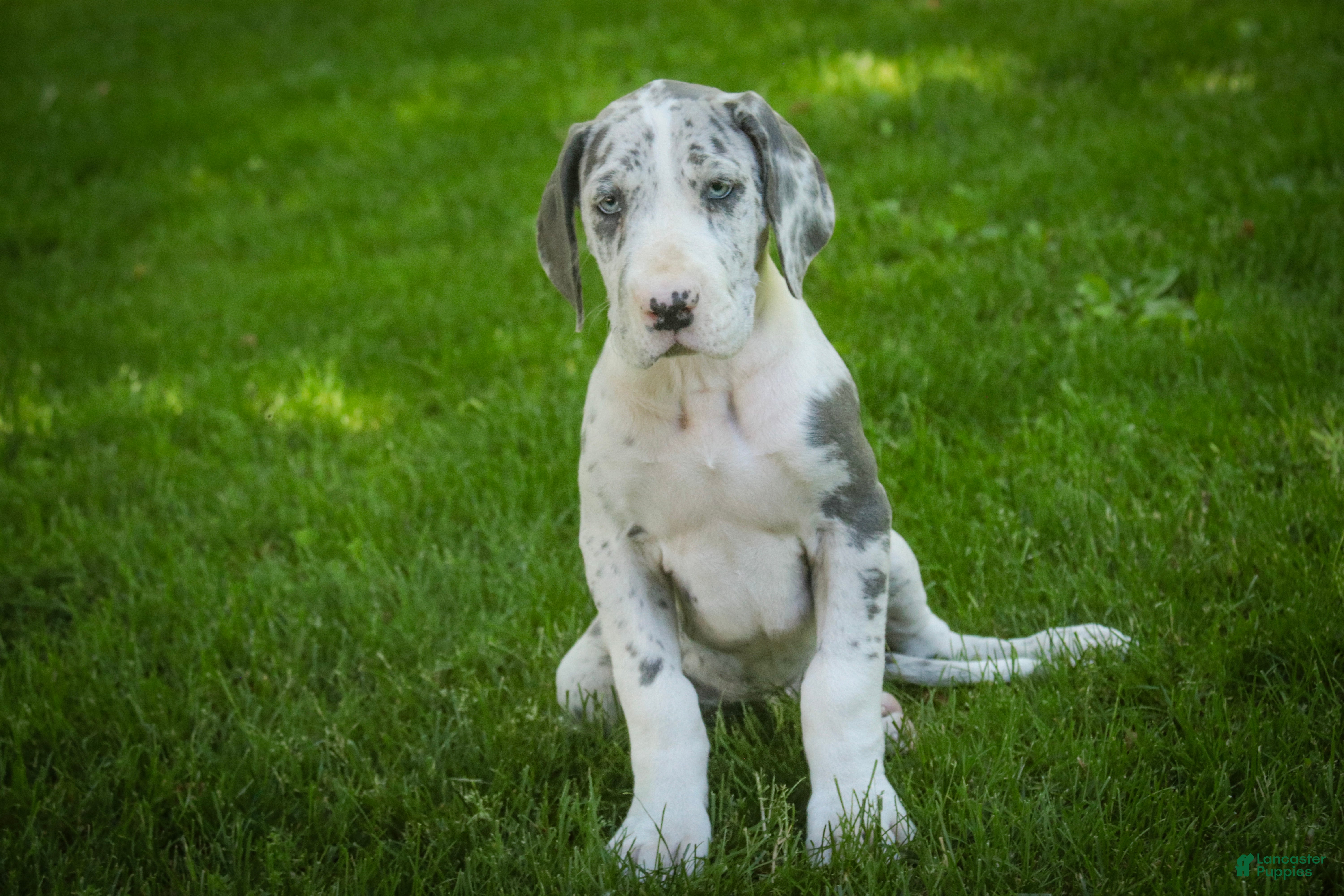 Great Dane dogs Skye - Ad 2