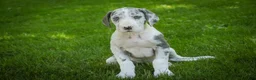 Great Dane dogs for sale: Skye - Ad 2