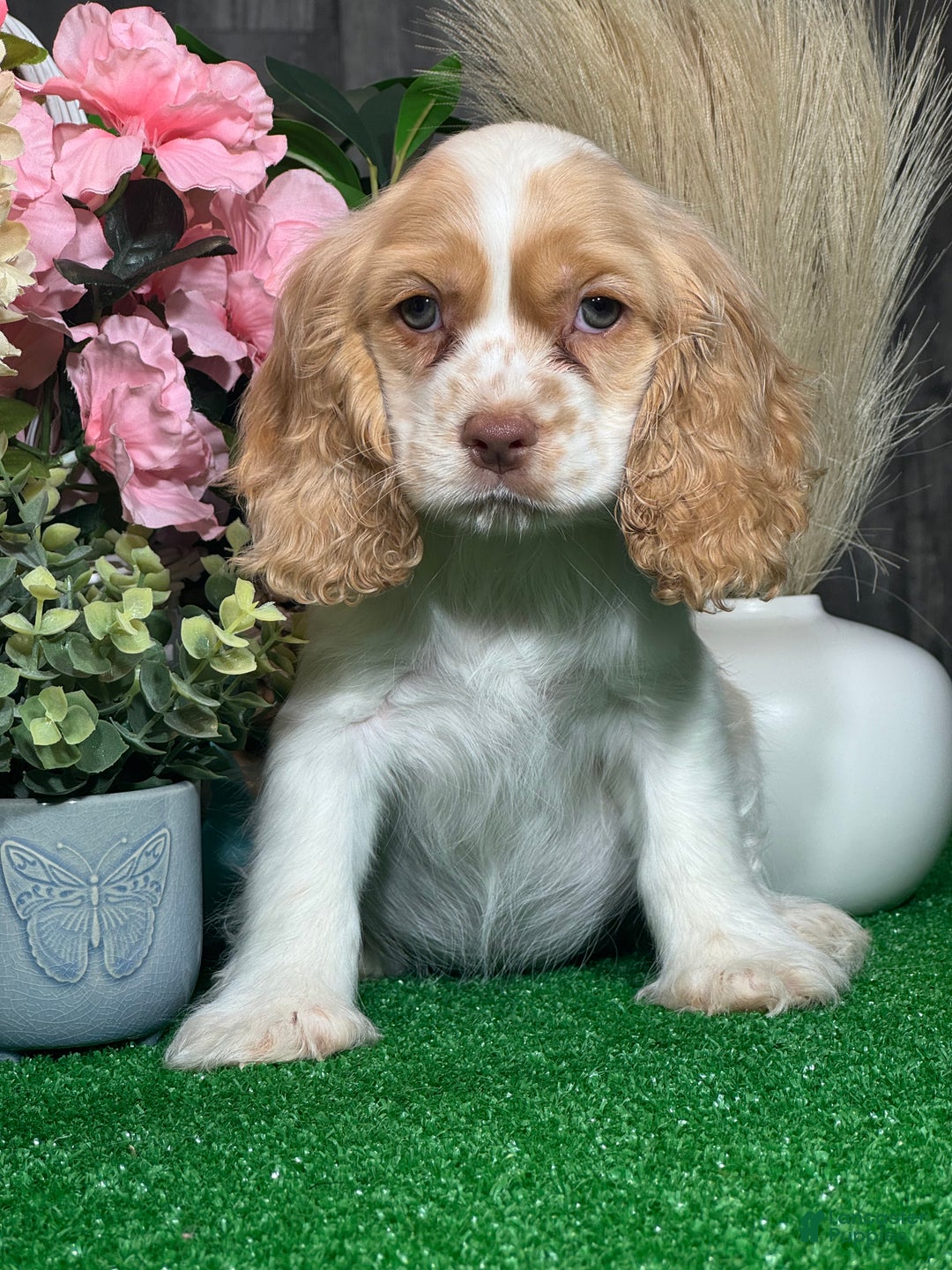Cocker Spaniel dogs for sale: Octavia  - Ad 5