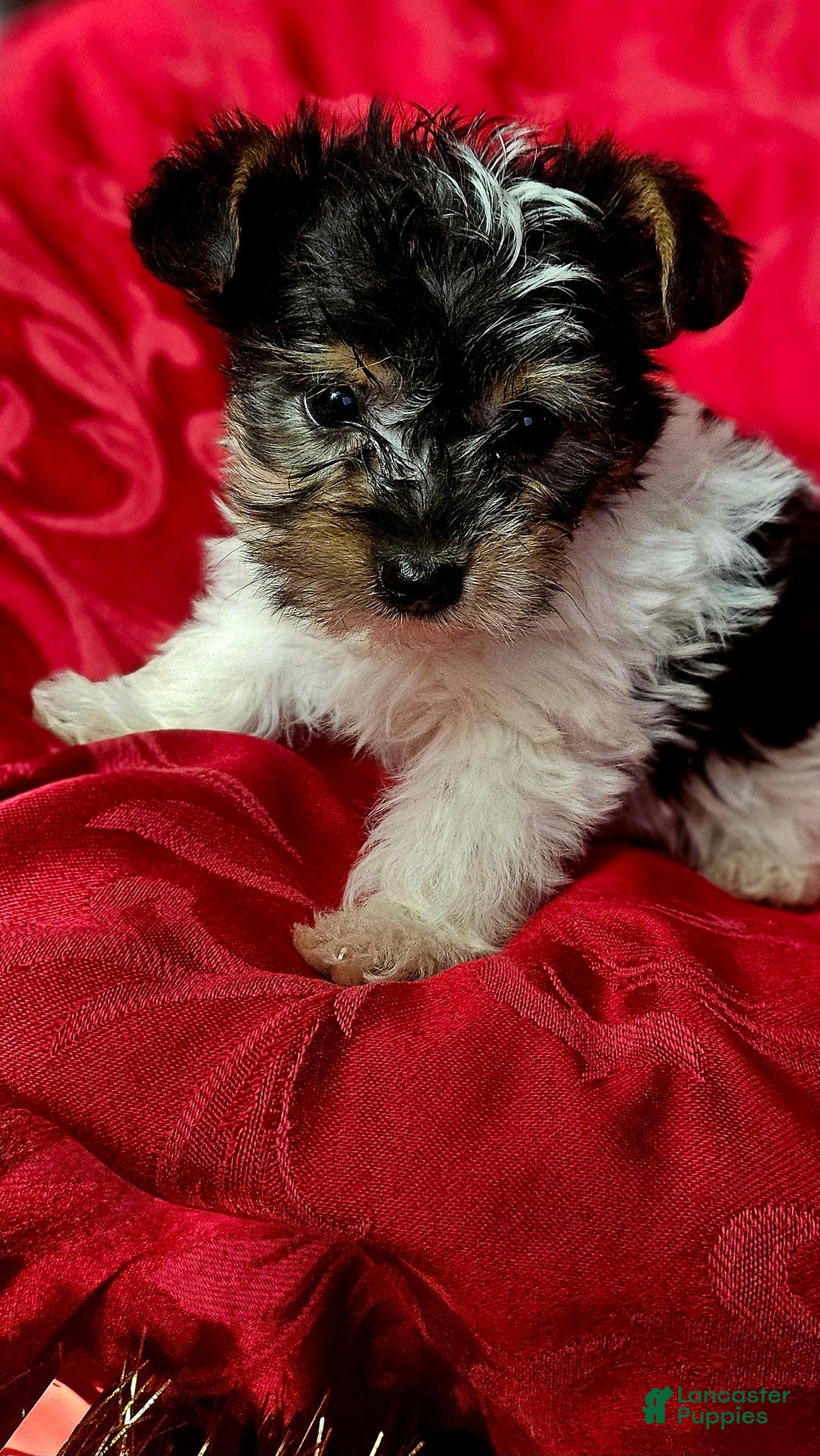 Yorkshire Terrier dogs for sale: ELFIE  - Ad 6