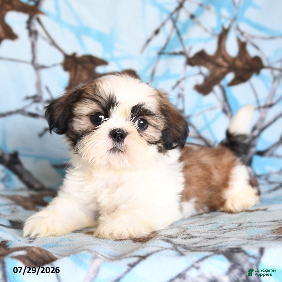 Shih Tzu dogs Coati - Ad 1