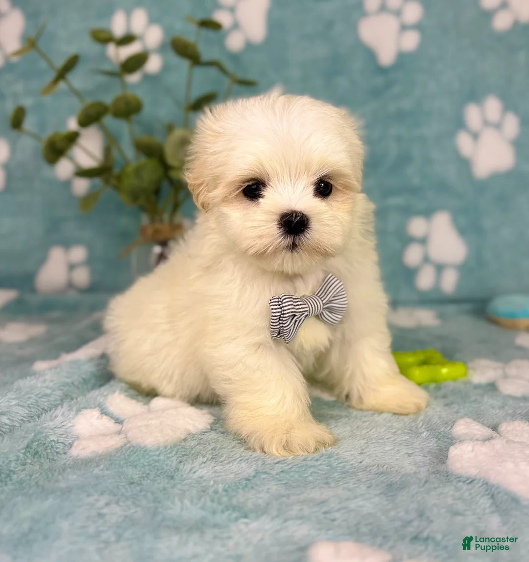 Malshi dogs for sale: Miles - Ad 8