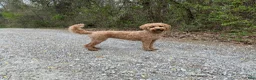Mini Goldendoodle dogs for sale: Mini Goldendoodle 2 - Ad 5
