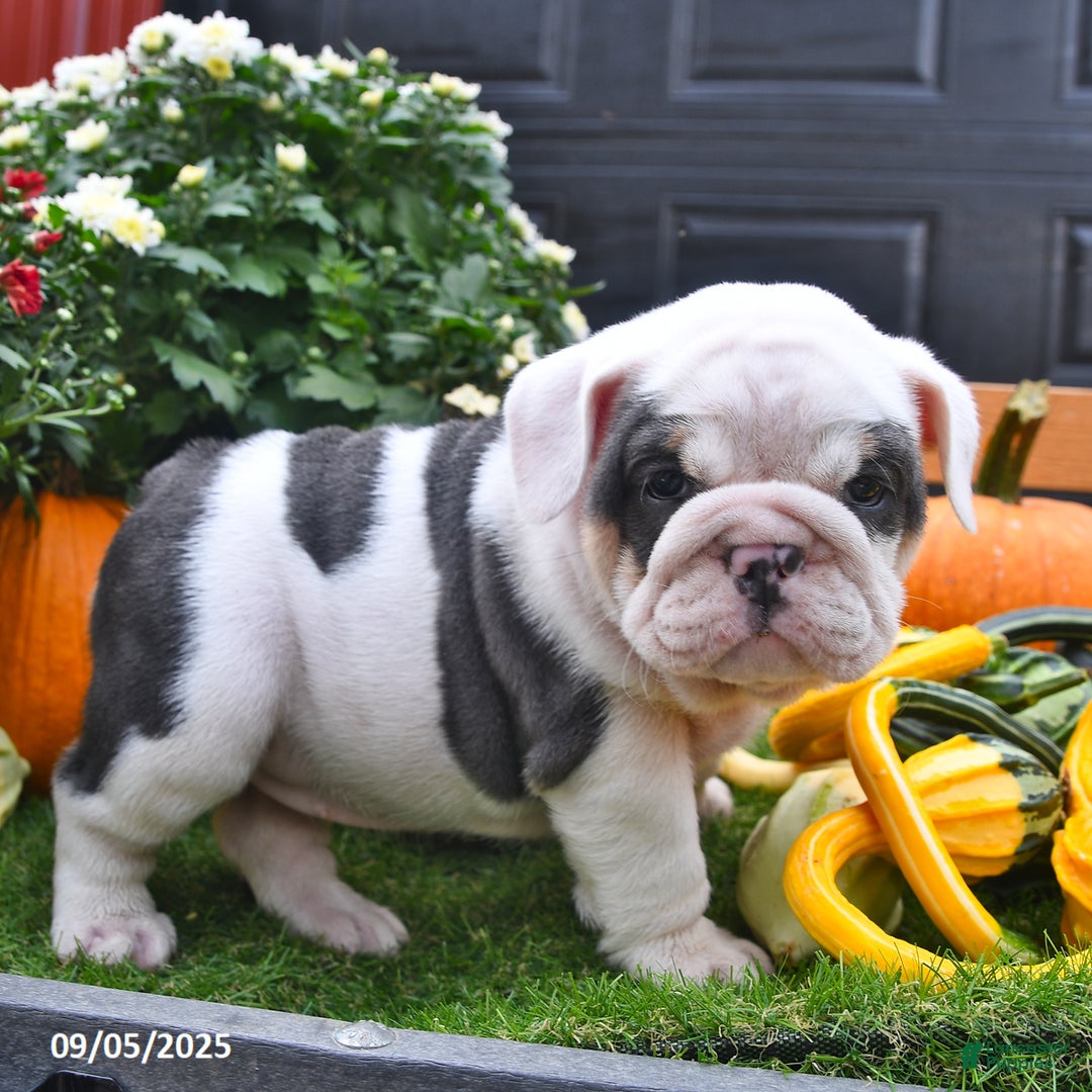 HOT Blue Eyes Albino English Bulldog Puppies Blue Eyed English