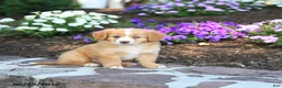 Mini Bernedoodle dogs for sale: Paige - Ad 3