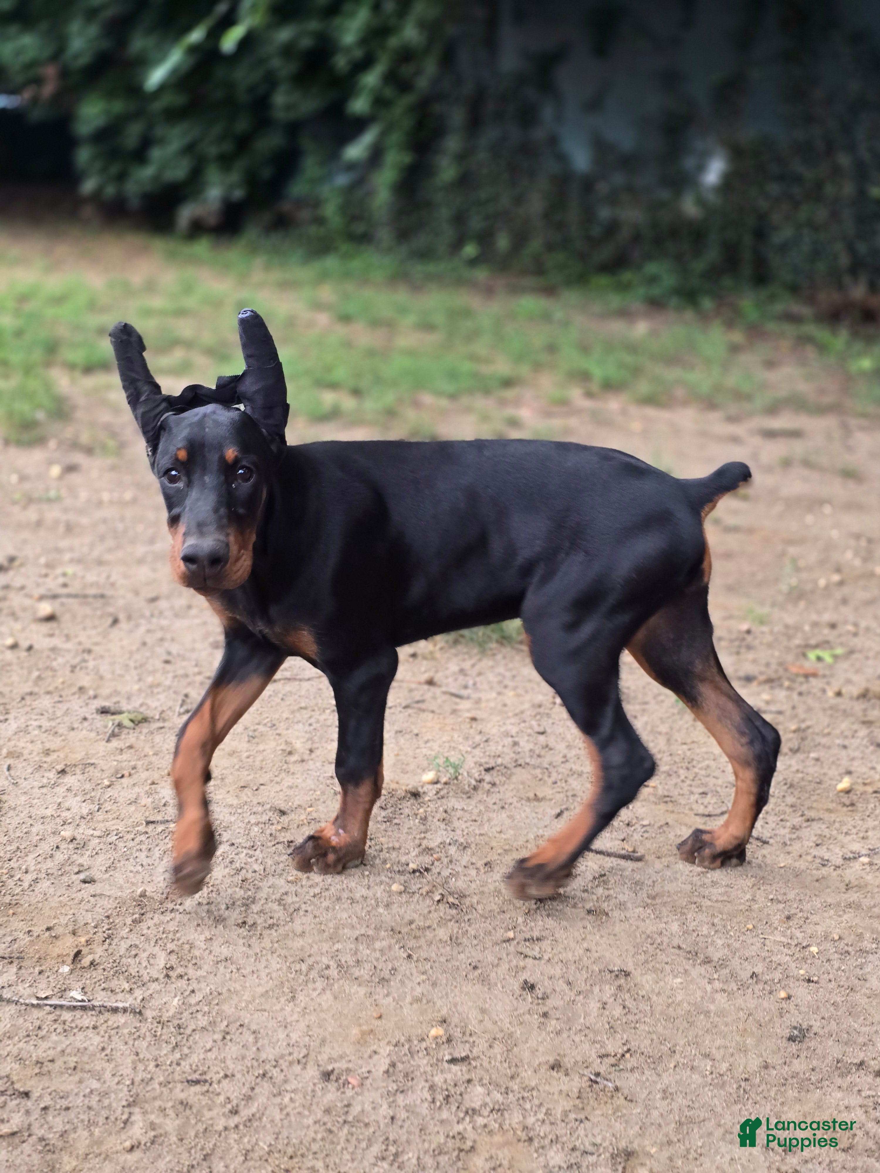 Doberman Pinscher dogs Vesta - Ad 17