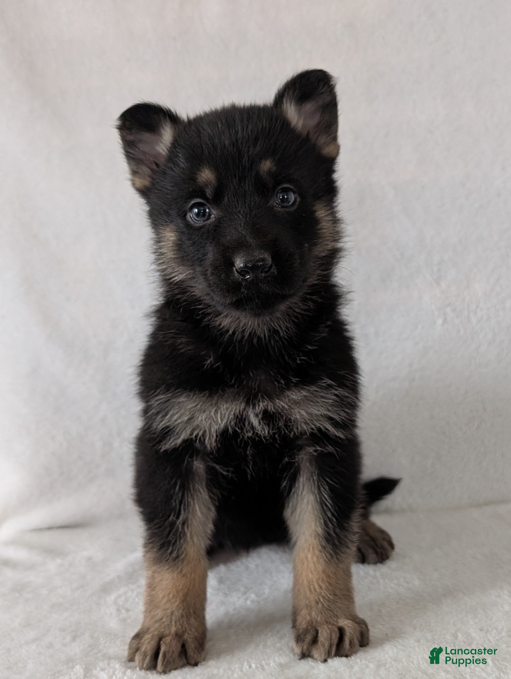 German Shepherd dogs Issie - Ad 2