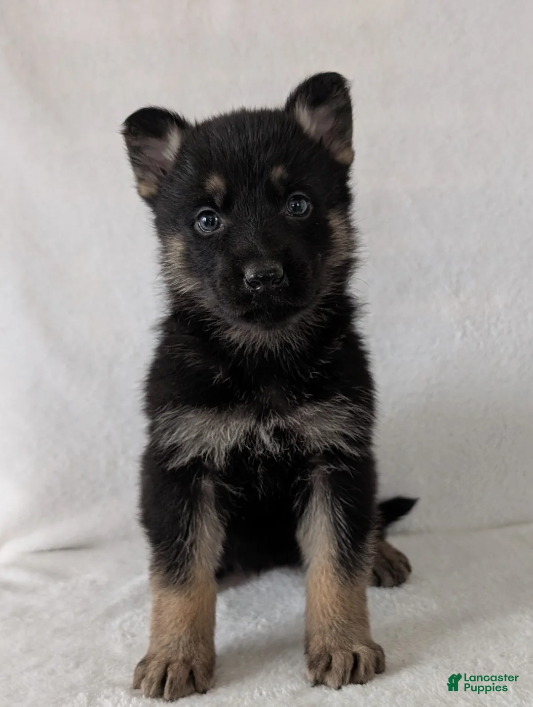 German Shepherd dogs for sale: Issie - Ad 2