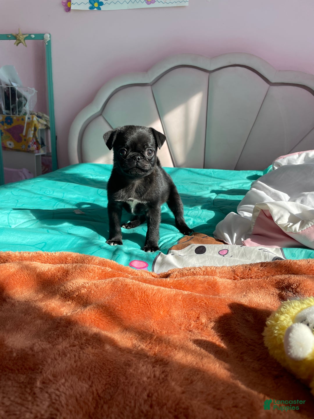 Pug dogs for sale: Milo - Ad 2