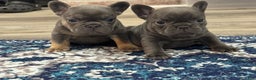French Bulldog dogs for sale: French Bulldog Puppy 1 - Ad 12
