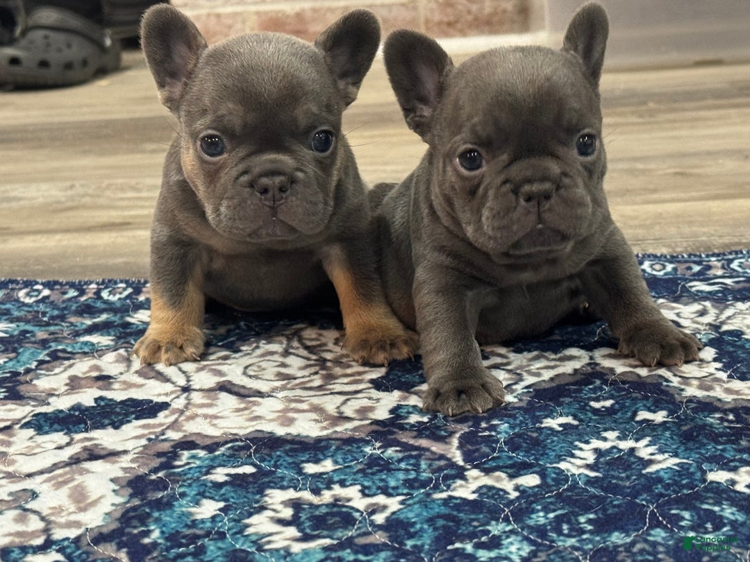 French Bulldog dogs for sale: French Bulldog Puppy 1 - Ad 12