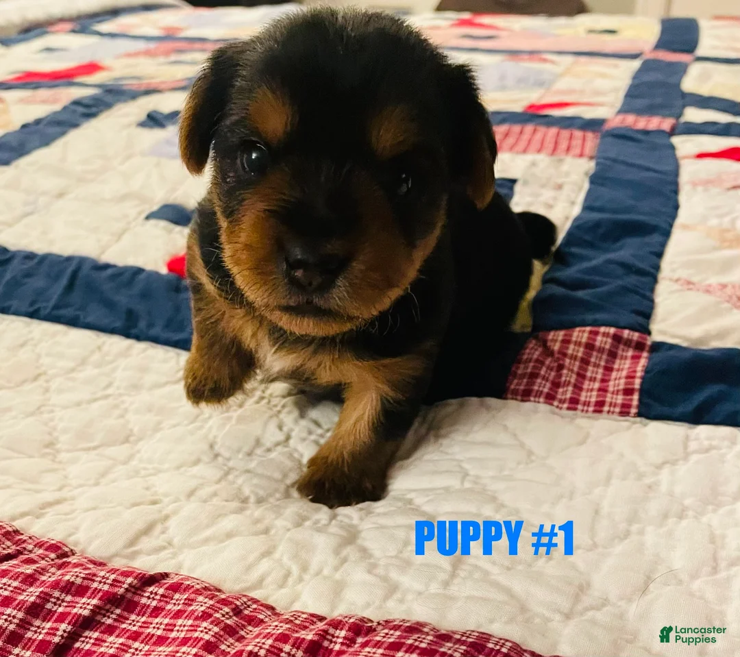 Yorkshire Terrier dogs for sale: Yorkshire Terrier Puppy 2 - Ad 1