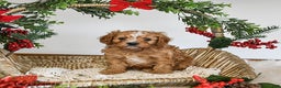 Cavapoo dogs for sale: Dancer - Ad 3