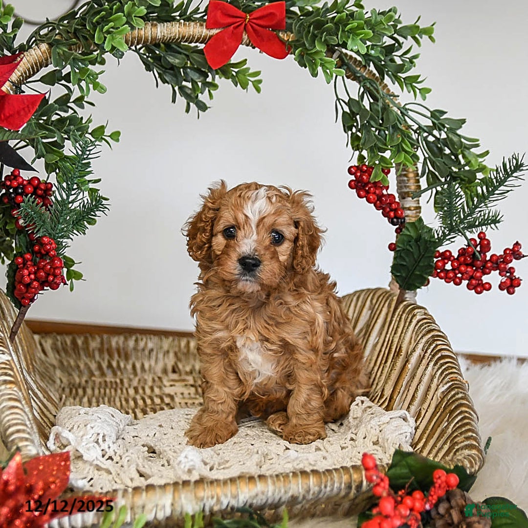 Cavapoo dogs for sale: Dancer - Ad 3