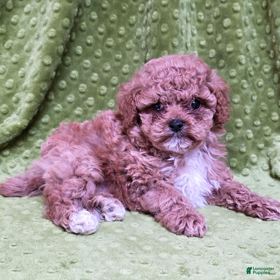 Standard Poodle dogs for sale: Carson - Ad 4