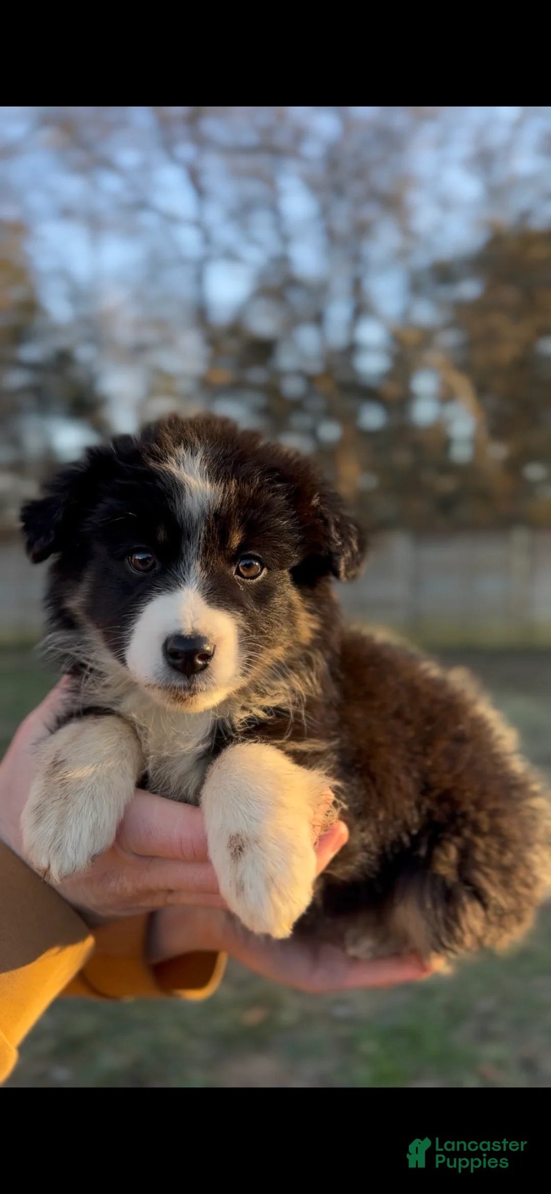 Miniature Australian Shepherd dogs for sale: Luna - Ad 2