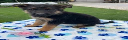 German Shepherd dogs for sale: Tyler - Ad 2