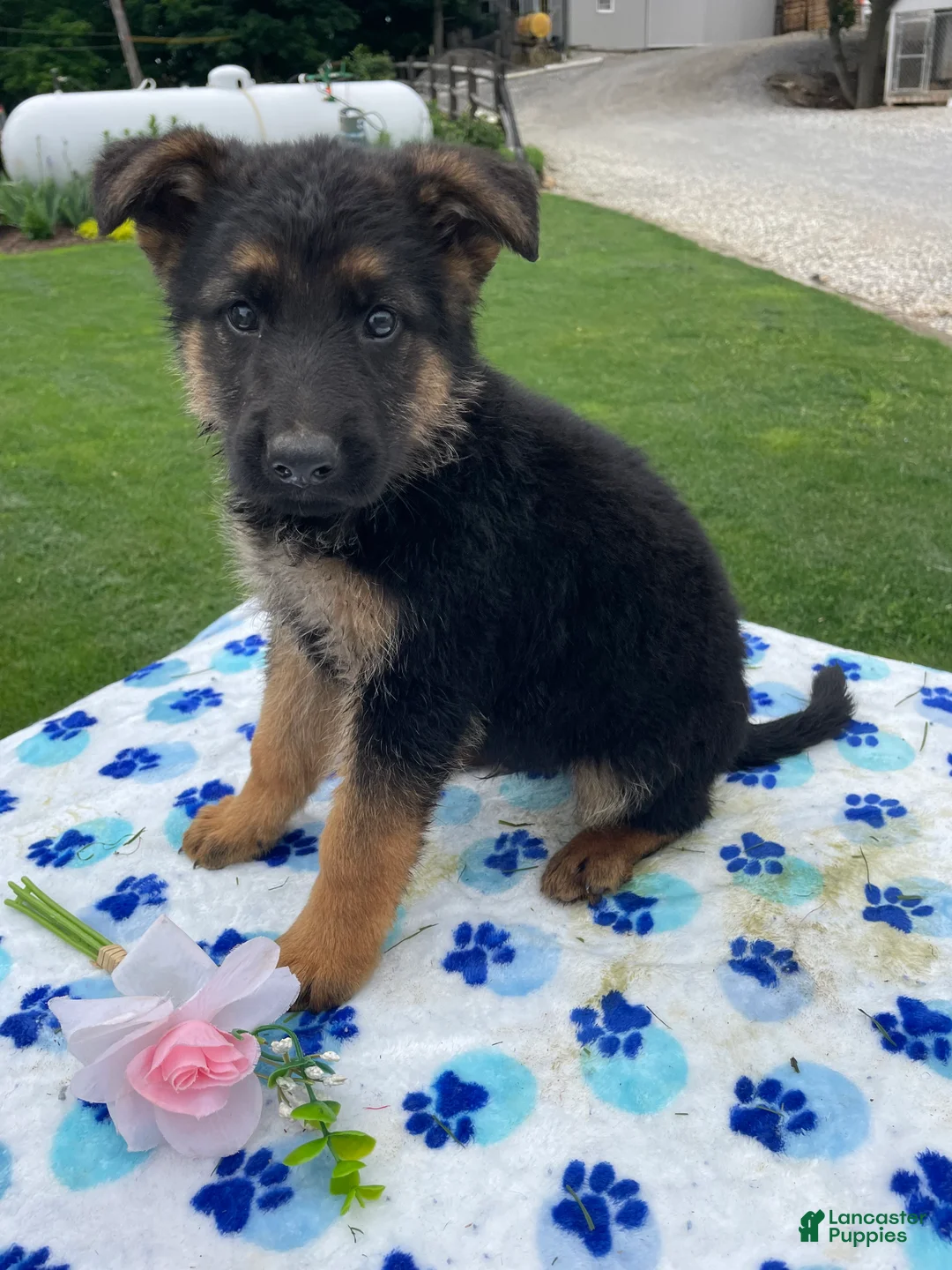 German Shepherd dogs for sale: Tyler - Ad 2