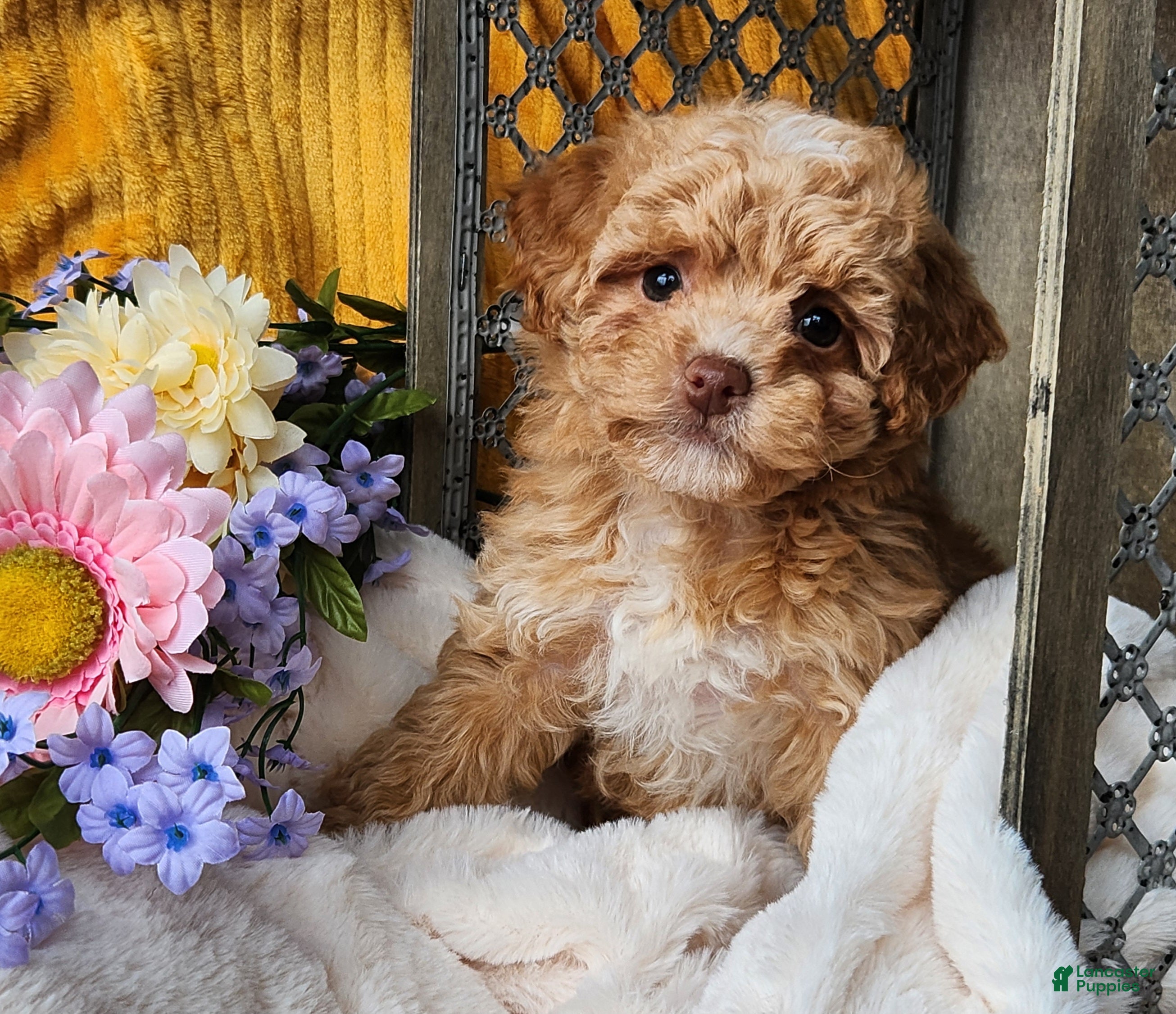 Toy Poodle dogs Allie - Ad 20