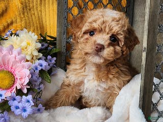 Toy Poodle dogs Allie - Ad 20