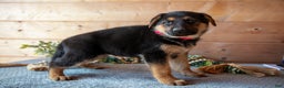 German Shepherd dogs for sale: Starburst - Ad 1
