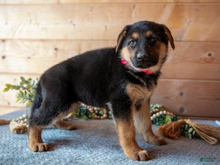 German Shepherd dogs Starburst - Ad 16