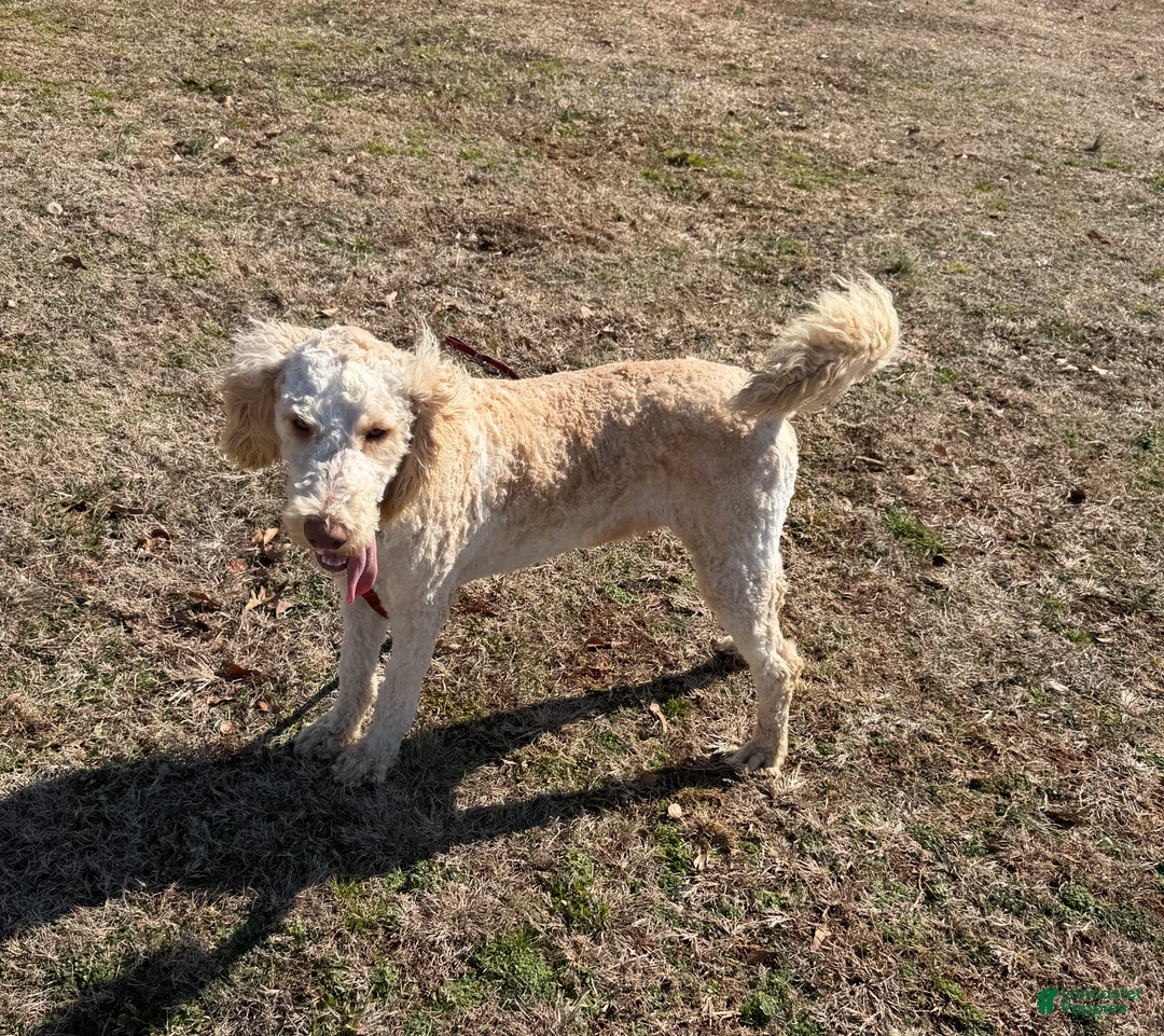 Labradoodle dogs for sale: Labradoodle Waffles - Ad 2