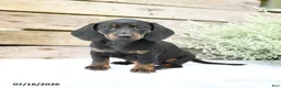 Miniature Dachshund dogs for sale: Daisy - Ad 1