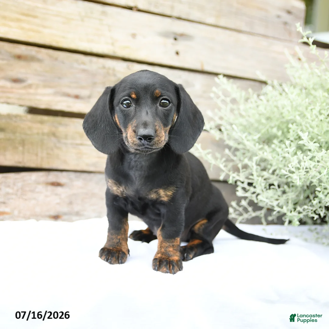 Miniature Dachshund dogs for sale: Daisy - Ad 1