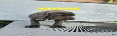 Cane Corso 2