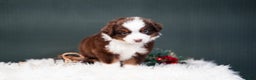 Miniature Australian Shepherd dogs for sale: Bentley - Ad 9