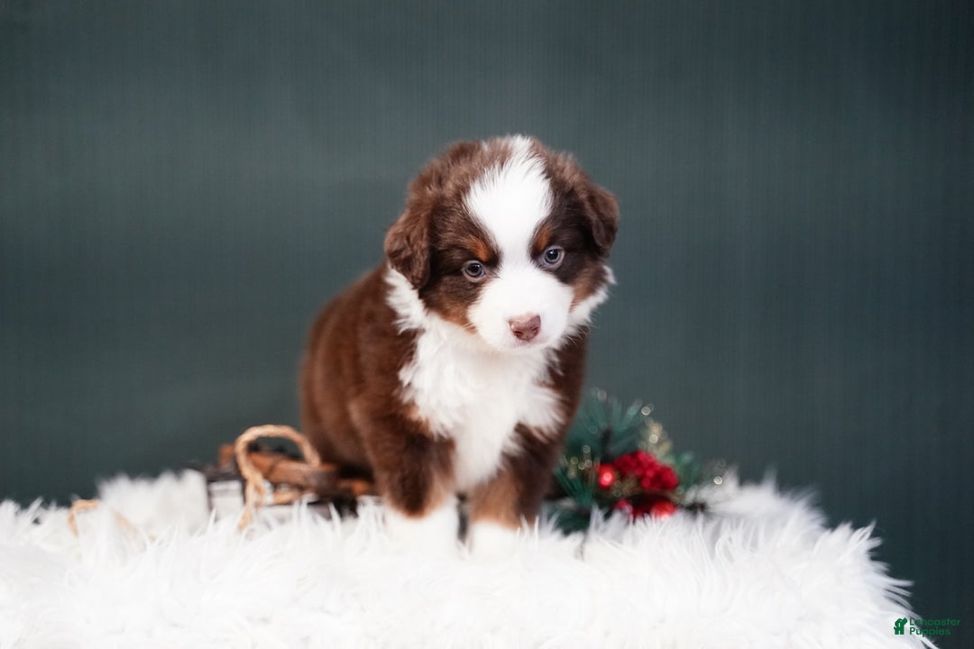 Miniature Australian Shepherd dogs for sale: Bentley - Ad 9