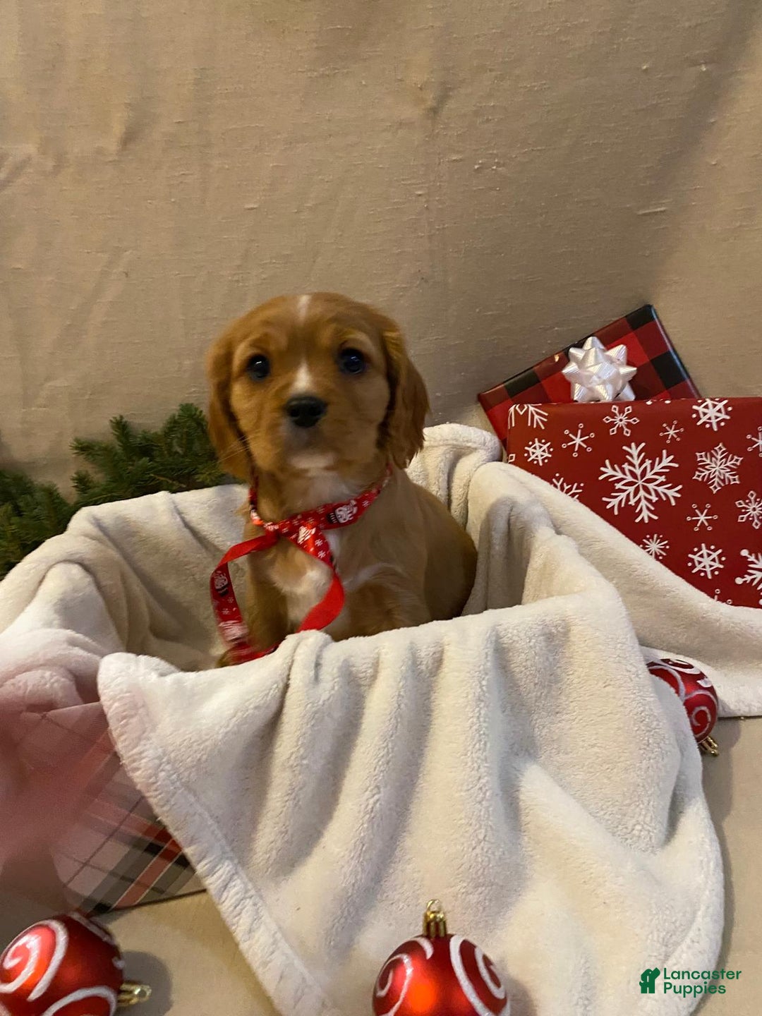 Cavalier King Charles Spaniel dogs for sale: Marcy - Ad 1