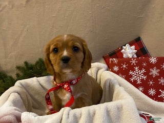 Cavalier King Charles Spaniel dogs for sale: Marcy - Ad 2