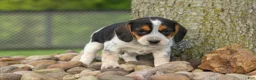 Beagle dogs for sale:  Copper 🐶 - Ad 10