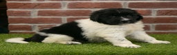 Newfoundland dogs for sale: Molly - Ad 3