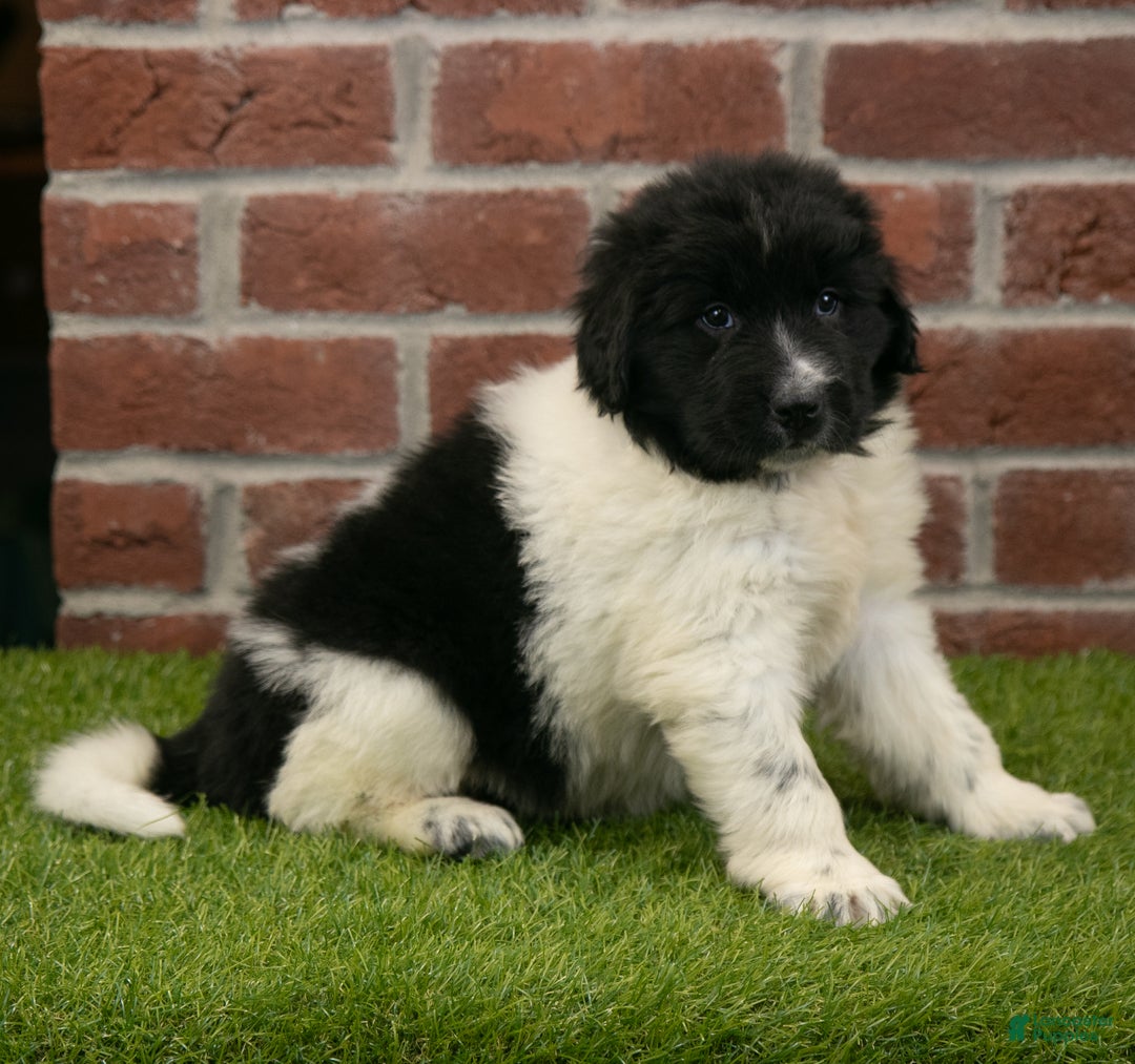Newfoundland dogs for sale: Molly - Ad 3