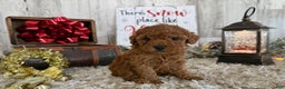 Toy Poodle dogs for sale: Talia - Ad 2