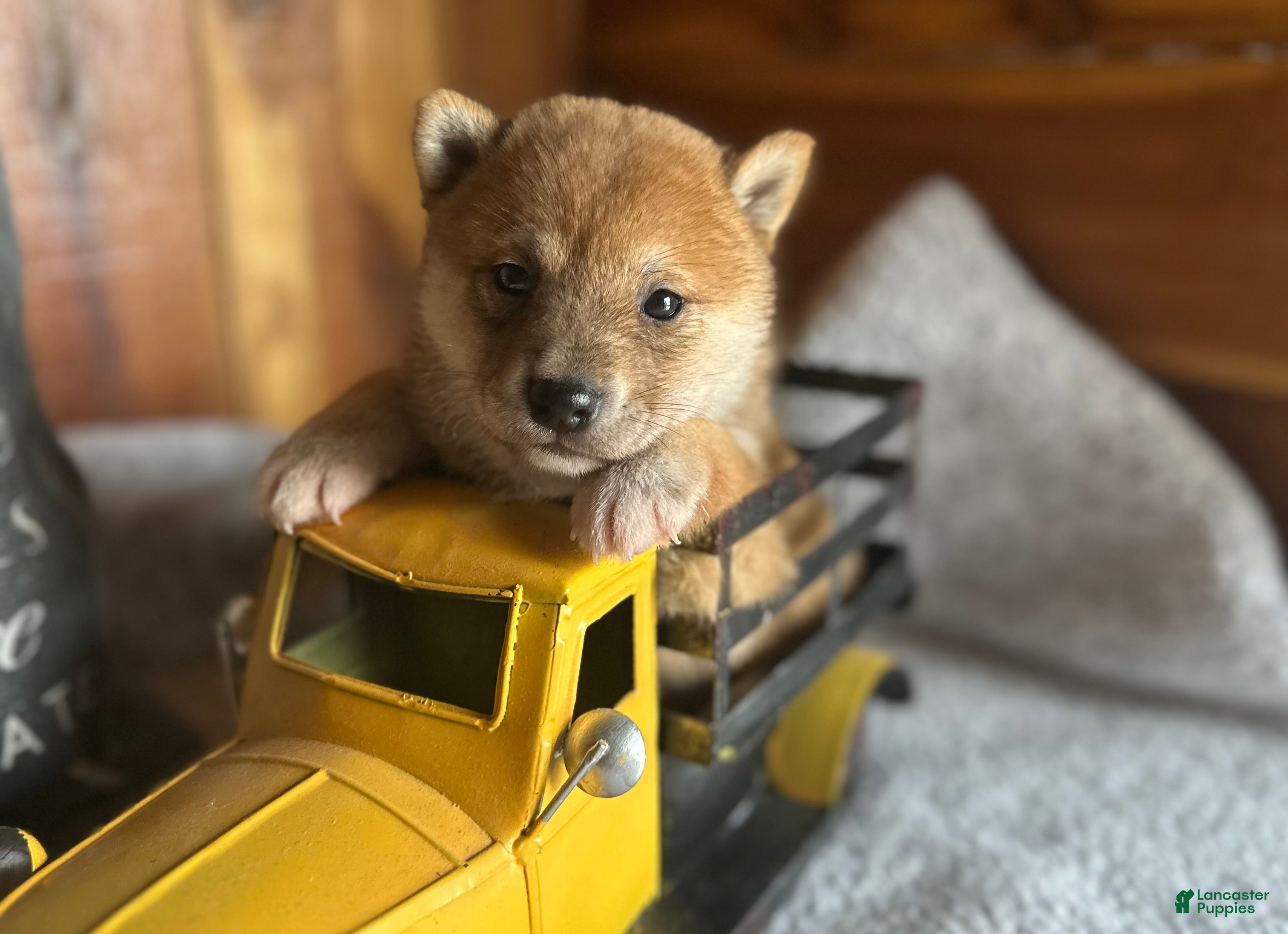 Shiba Inu dogs Shiba Inu Puppy 6 - Ad 1
