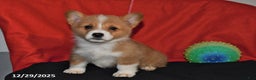 Welsh Corgi Pembroke dogs for sale: Casey - Ad 2