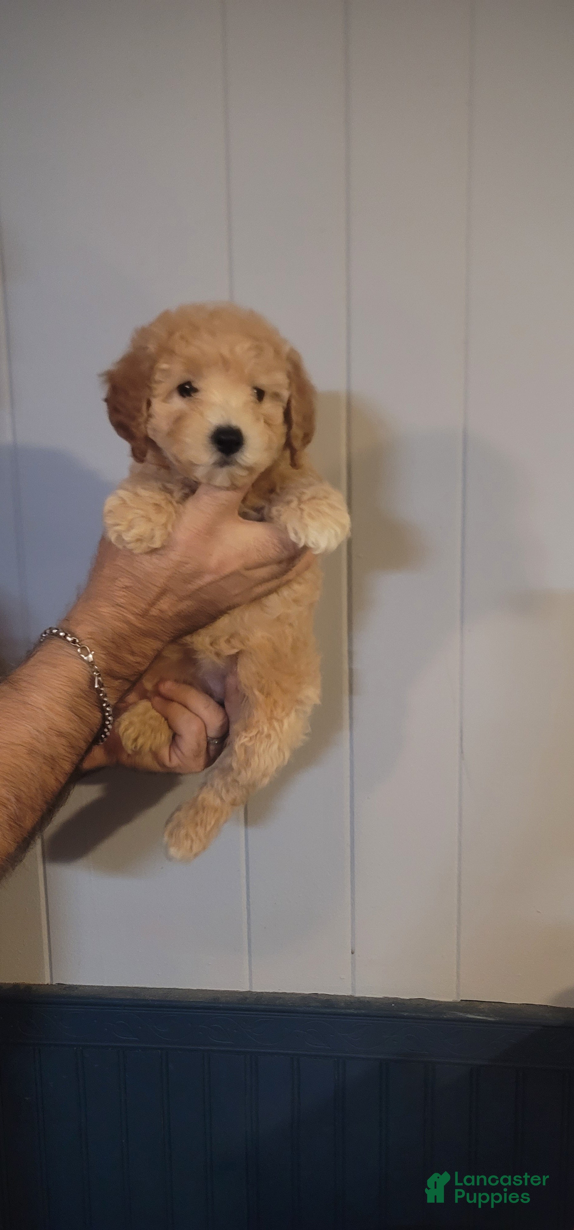 Maltipoo dogs Michelle. - Ad 42