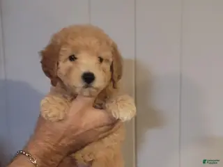 Maltipoo dogs Michelle. - Ad 42