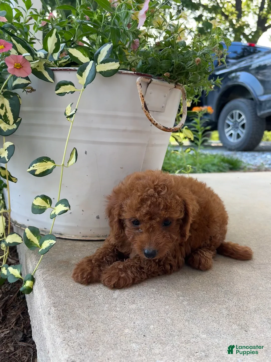 Bichpoo dogs for sale: Molly - Ad 3
